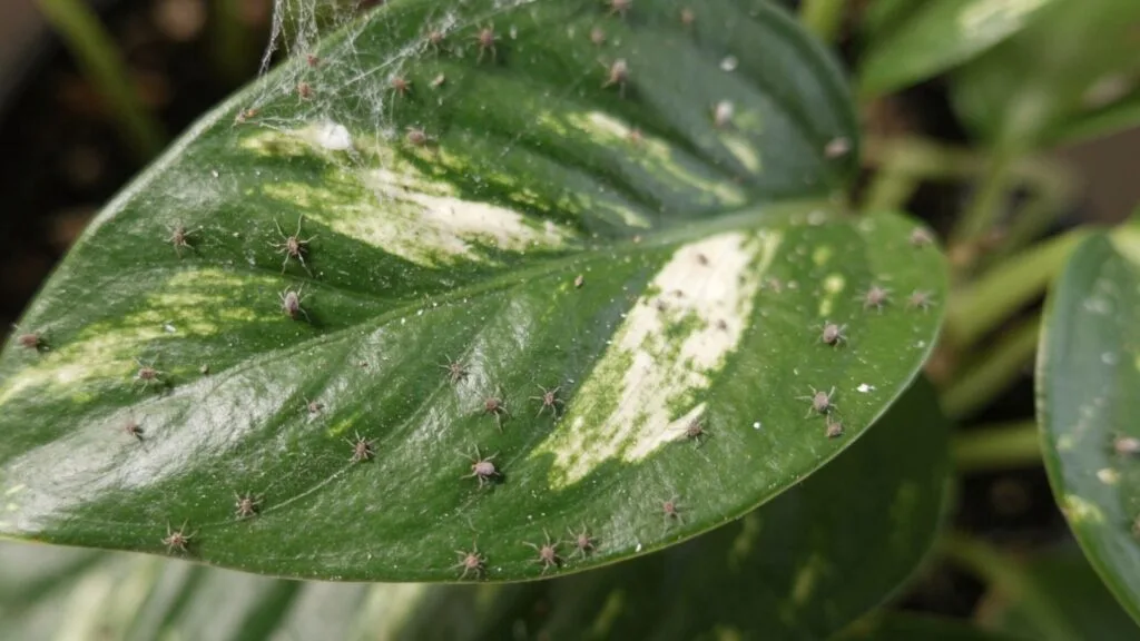 Close-up of spider mites or mealybugs