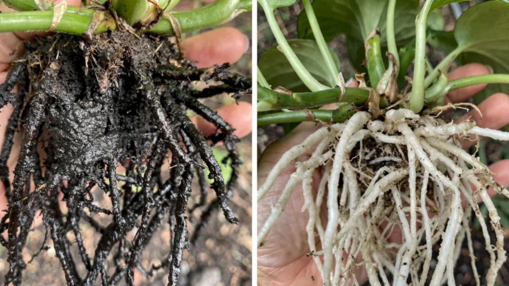 Photo of black vs white roots side by side