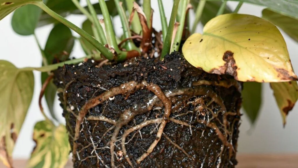 Photo of soggy soil and mushy roots