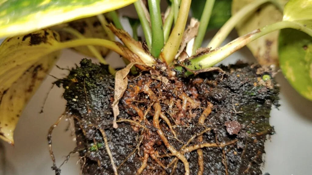 Photo of soggy soil and mushy roots