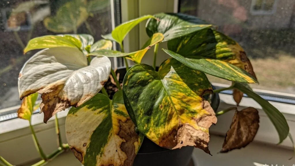 Too Much Direct Sunlight: Sun Scorch