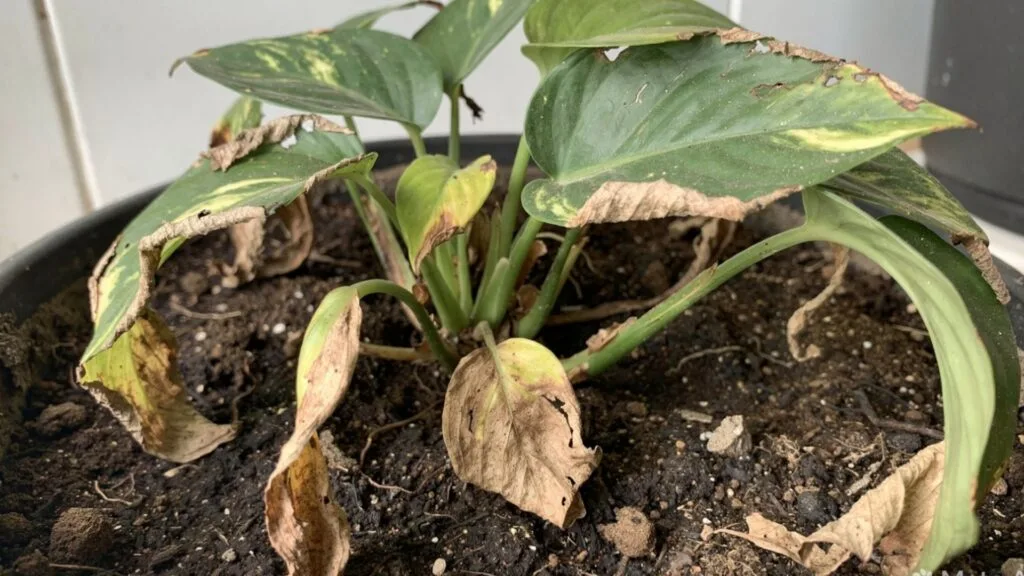 Underwatering: Less Common, Still Real
